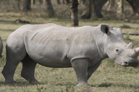 Från Nairobi: Dagstur till Nakurusjöarna och Naivasha nationalpark