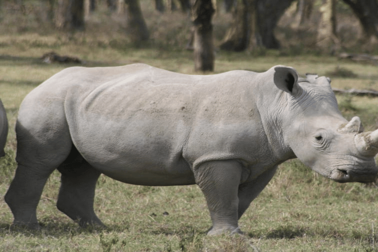 Från Nairobi: Dagstur till Nakurusjöarna och Naivasha nationalpark