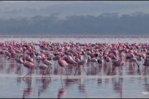 Excursão de 4 dias em jipe 4x4 com o grupo para o Lago Nakuru e Masai Mara