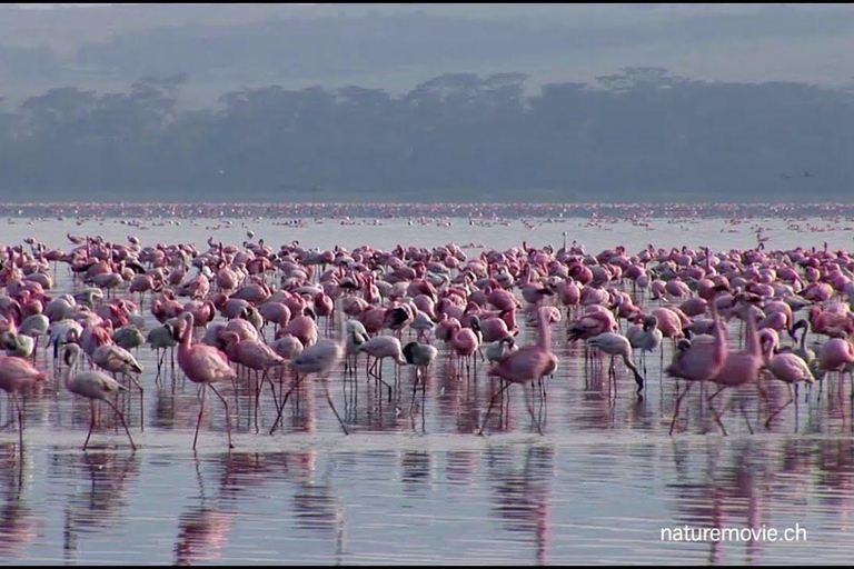 Excursão de 4 dias em jipe 4x4 com o grupo para o Lago Nakuru e Masai Mara