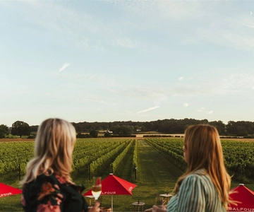 Kent: Balfour Vineyard Promenad och vinprovning på Balfour Vineyard