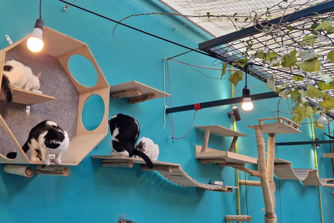 Atenas: visita a um café com gatos, com bebida e doceAtenas: Visita ao Cat Cafe com Drink and Sweet