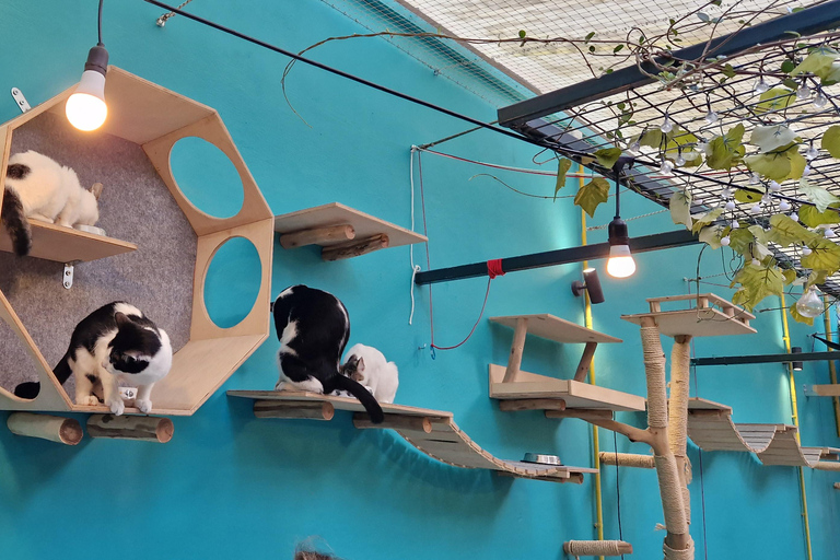 Atenas: visita a um café com gatos, com bebida e doceAtenas: Visita ao Cat Cafe com Drink and Sweet