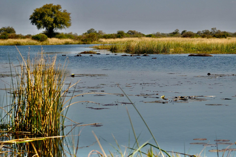 Tour de día completo en Mokoro por el Okavango