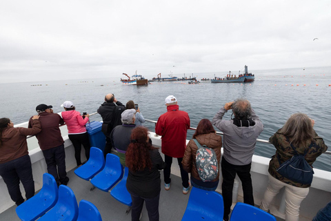 Barbate: Boat Tour to the Almadraba of Conil (Tuna Fishing)