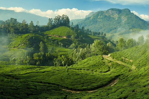 From Kochi:- 02- Days Munnar Hill Station Guided Tour
