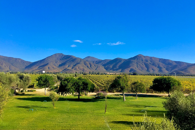 Casablanca Valley: 3 Wineries Tour with 11 Wine Tastings