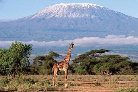 Safari de nuit dans le parc national d'Amobeli