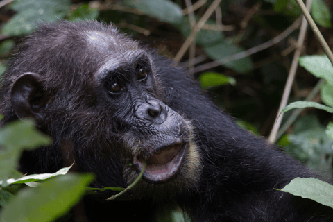 Rwanda: 7-Day Gorillas, Chimpanzees, and Cultural Safari
