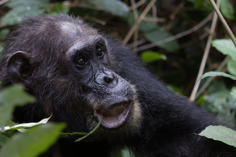 Rwanda: 7-Day Gorillas, Chimpanzees, and Cultural Safari