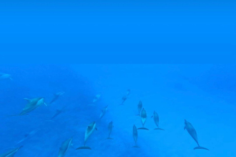 Amanecer con delfines, observación y nado, snorkel y Crystal Rock.Amanecer con delfines, observación y nado, snorkel y roca cristalina.