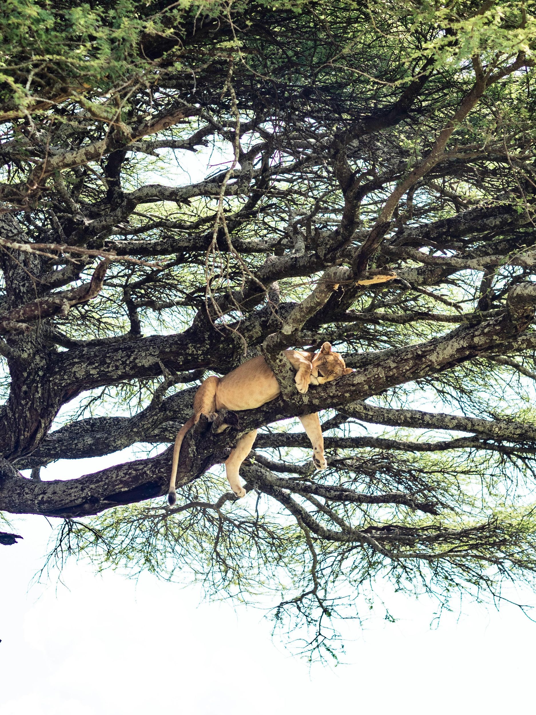 Tarangire: Tagessafari im Nationalpark Tarangire mit Wildtieren