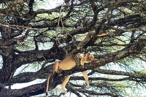 Tarangire : safari d&#039;une journée au parc national de Tarangire avec la fauneTarangire : Journée de safari au parc national de Tarangire avec la faune