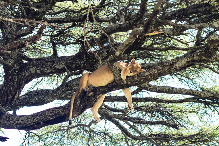 Tarangire : safari d&#039;une journée au parc national de Tarangire avec la fauneTarangire : Journée de safari au parc national de Tarangire avec la faune