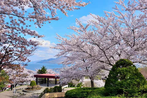 Hokkaido Cherry Blossom Limited:Cape Kamui&Temiya Day Tour Depart from the North Exit of JR Sapporo Station