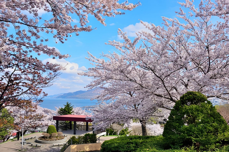 Hokkaido Cherry Blossom Limited:Cape Kamui&Temiya Day Tour Depart from the North Exit of JR Sapporo Station