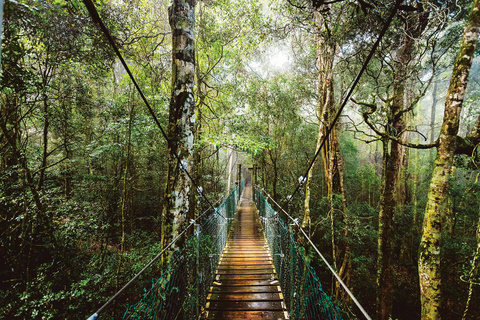 From Brisbane: Lamington National Park Rainforest Tour