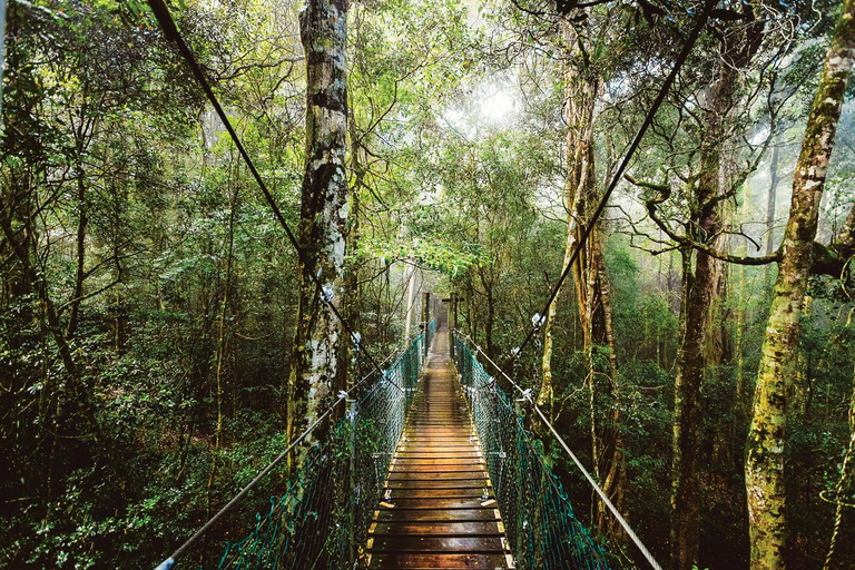 From Brisbane: Lamington National Park Rainforest Tour