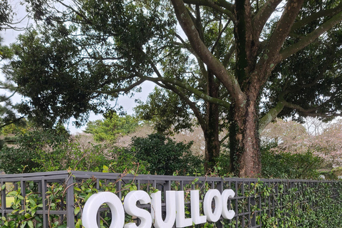 Sud de Jeju : visite en bus du mont Hallasan et du géoparc de l&#039;UNESCO