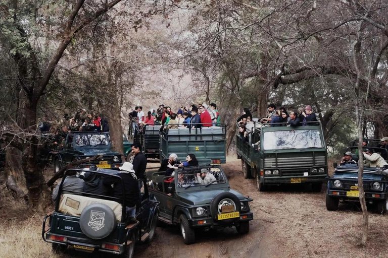 Desde Jaipur: Excursión privada de un día al Parque Nacional Safari del Tigre