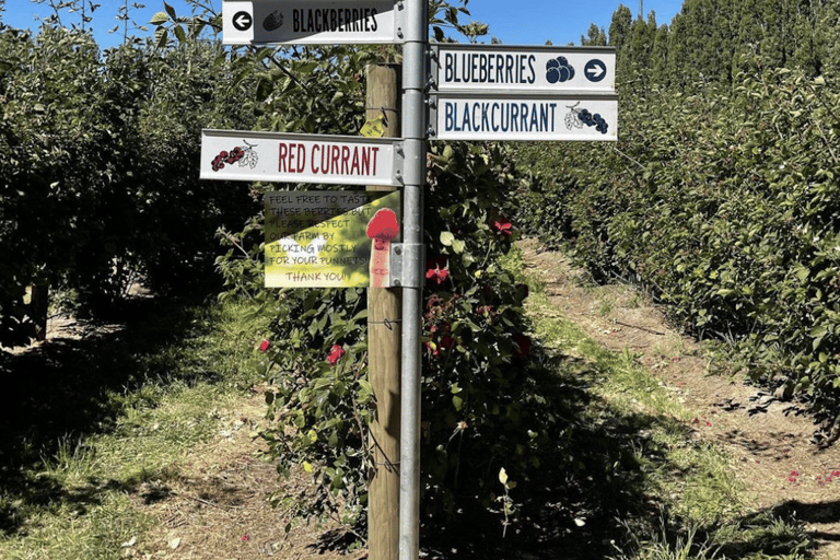 Excursion d&#039;une journée de Mount Field à MONA