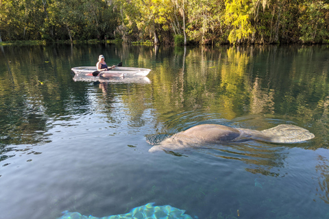 Silver Springs: Seekühe und Affen Klar Kajak geführte Tour