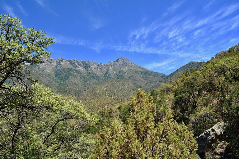 From Scottsdale: Madera Canyon Full-Day Nature Tour