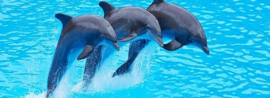 Île de Mnemba : sortie en bateau, observation des dauphins et snorkeling