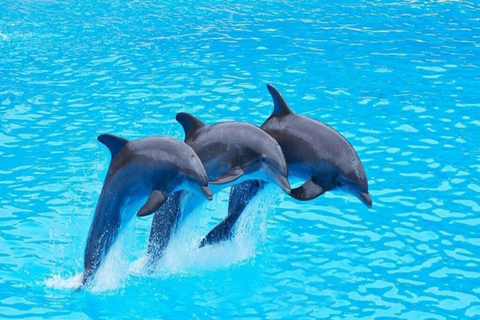 Isola di Mnemba: tour in barca con avvistamento delfini e snorkeling