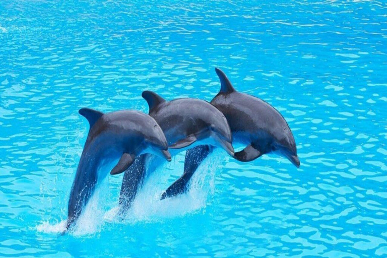 Mnemba Island: Delfinskådning och snorkling båtturMnemba Island: Delfinskådning och snorkling med båt