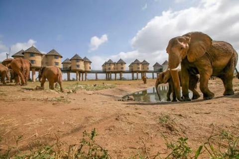 2 days 1 night saltlick safari from Diani/Mombasa.