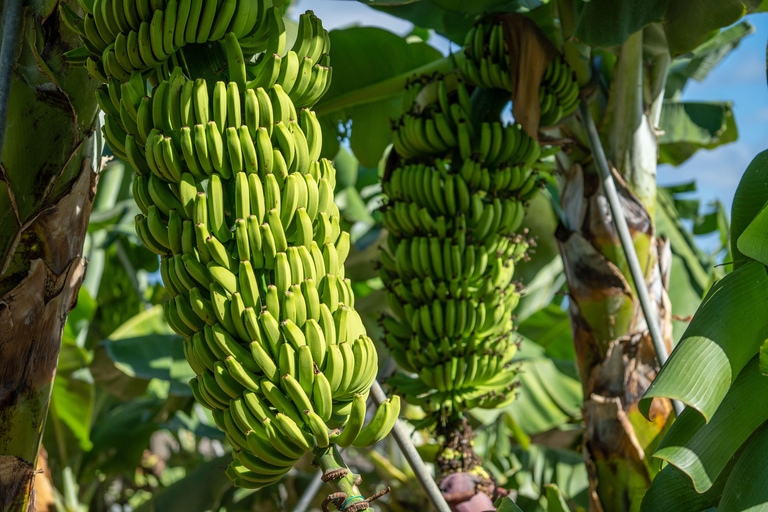 Guided visit to Ecofinca Nogales with organic food tasting
