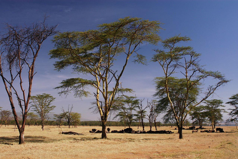 Da Nairobi: Pernottamento al Lago Nakuru e al Parco Hell's Gate
