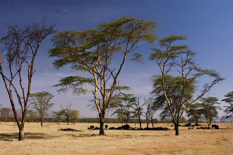 Da Nairobi: Pernottamento al Lago Nakuru e al Parco Hell's Gate