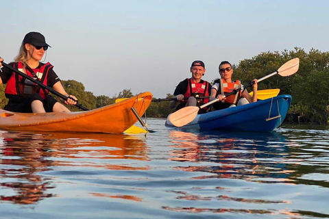 Al Khor: Kajakpaddling i mangroveskogen