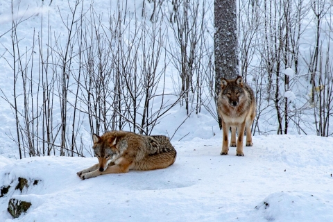 Dzień w parku dzikiej przyrody Ranua: odwiedź zwierzęta arktyczne