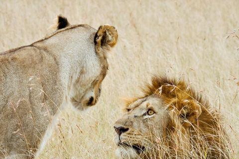 Tansania: 4-tägige private Lodge-Safari mit Unterkunft