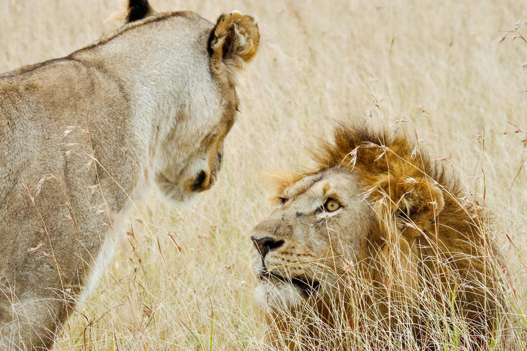 Tansania: 4-tägige private Lodge-Safari mit Unterkunft