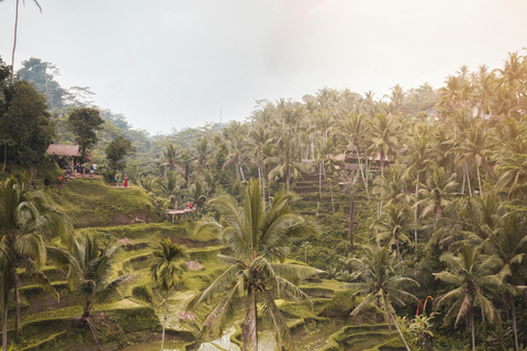 Ubud:Foresta delle scimmie, terrazze di riso, templi d&#039;acqua e cascate