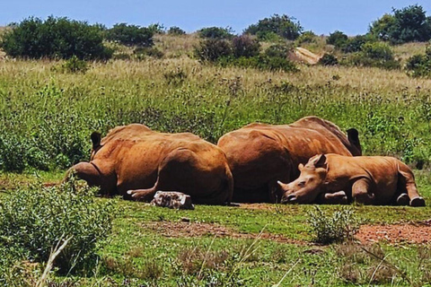 From Johannesburg: Rhino & Lion Nature Reserve Safari Tour