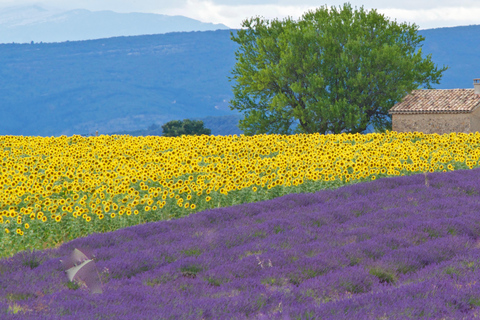 Il meglio della Provenza: Tour di 4 giorni