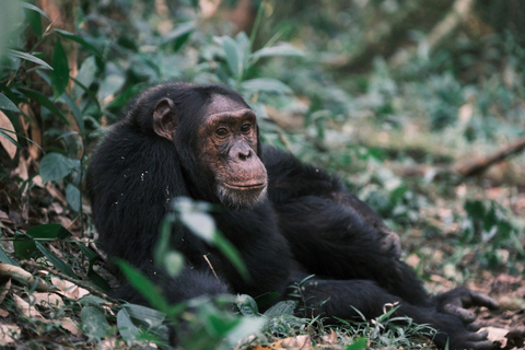 Ngamba Island Chimpanzee, Entebbe and Victoria Tour