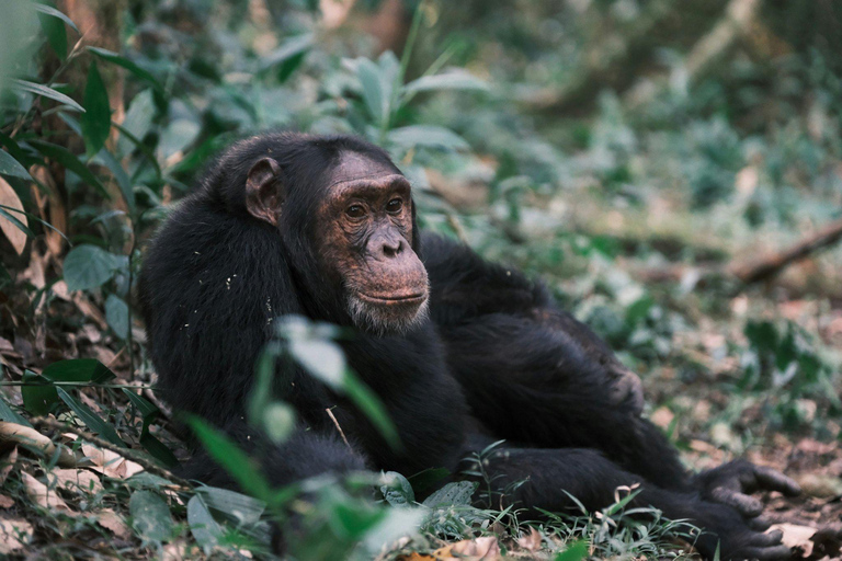 Ngamba Island Chimpanzee, Entebbe and Victoria Tour
