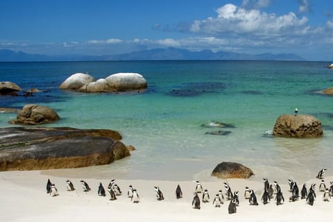 Cape Peninsula: Cape Peninsula Tour to Cape Point