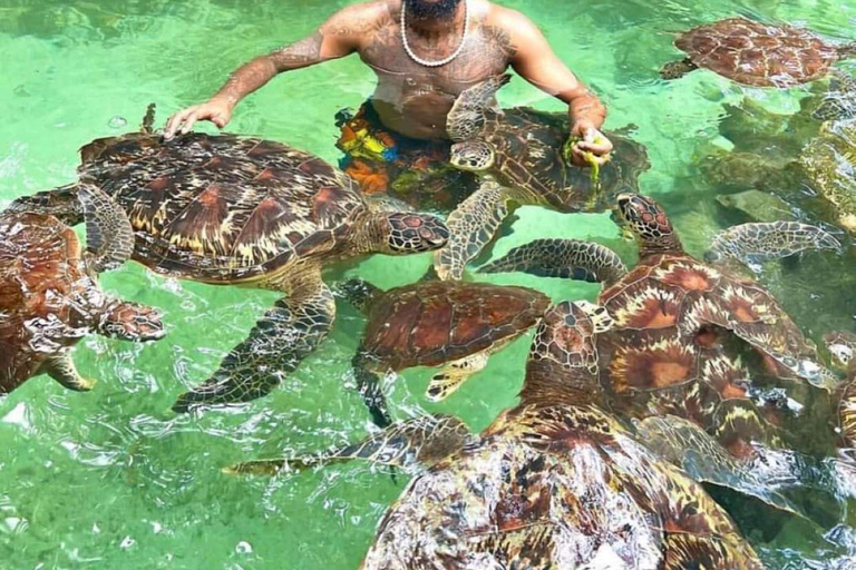 Swimming with Turtles at the Natural Aquarium