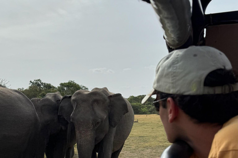 Sigiriya & Dambulla: All-Inclusive Wildlife Safari with Meal From Sigiriya & Dambulla: Elephant Safari (Jeep Only)