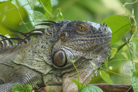 Tortuguero: Kano Tour en Wildlife Spotten