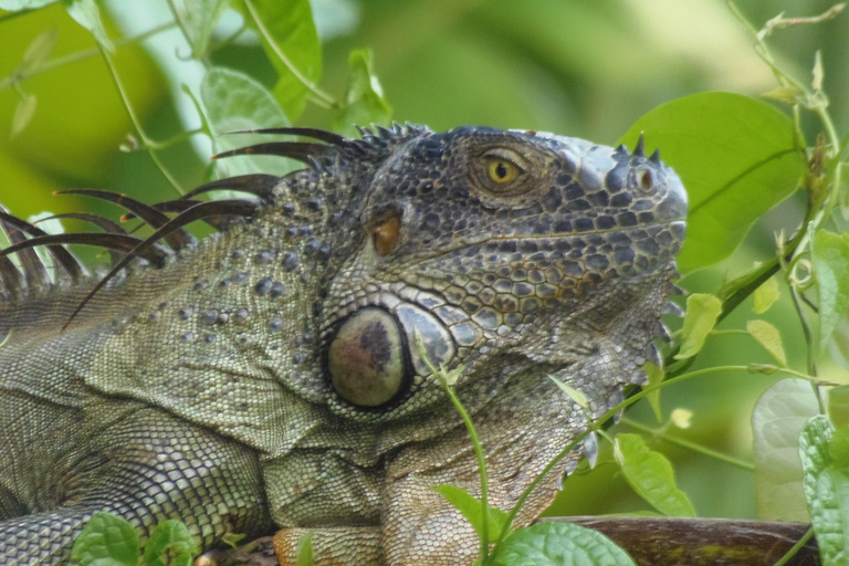 Tortuguero: Canoe Tour and Wildlife Spotting