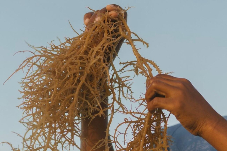 زنجبار: جولة في قرية متندي ومركز الأعشاب البحرية مع خدمة الاستلام