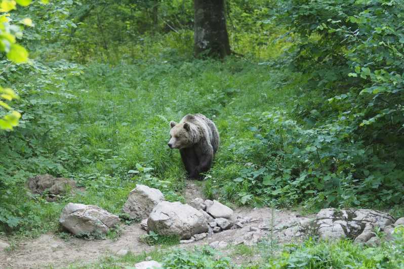 Постойна: екскурсія спостереження за ведмедями з рейнджером і місцевим гідом